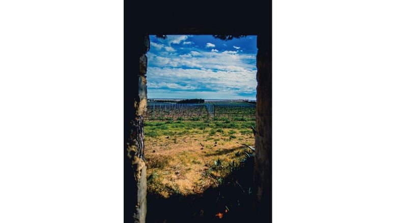 ブルゴーニュのグラン・クリュ 〝コルトンの丘〟が育む雫 ――〈ヌマ・コルニュ〉