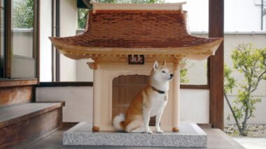 宮大工の技が紡ぐ愛犬へ捧げる至高の邸宅〈犬殿〉